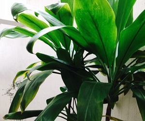 スタジオにあるティーリーフ