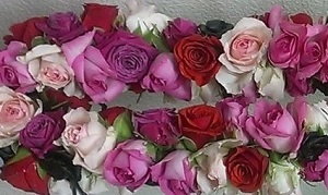 ロケラニ バラのレイ