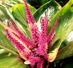 ハワイ・マノアMànoaのティーリーフ