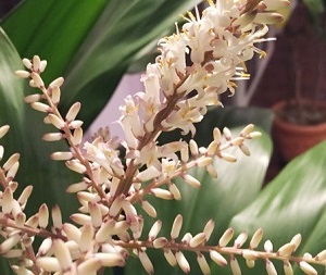 ティーリーフ 花 フラスタジオ リーリーレフア