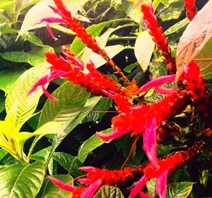 渋谷 フラダンス教室 リーリーレフアの独自カリキュラム!