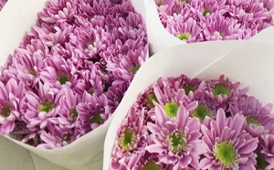 一青窈さん ハナミズキ クアナ・トレス・カヘレ