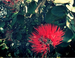 メリー・クリスマス メレ・カリキマカ 南半球のクリスマス