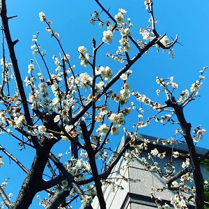 桃の花 魔除け 春