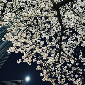 新宿 夜桜 桜