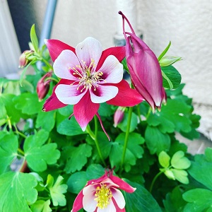 代々木上原 スタジオ オダマキ Columbine